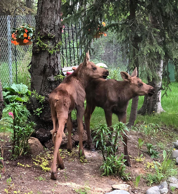 two calves in a yard