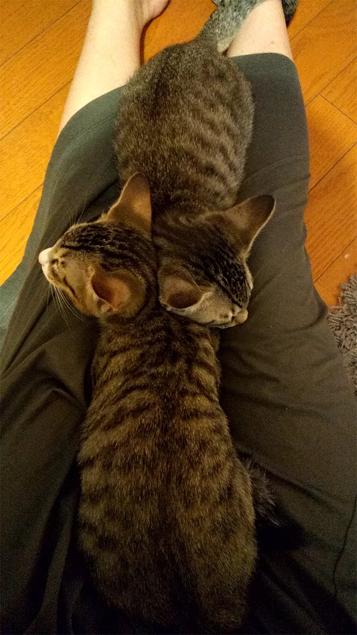 two cats sleeping on lap
