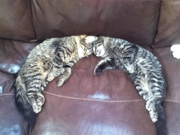 two cute kitties sleeping fusion position