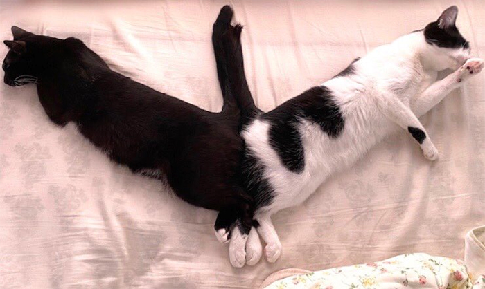 two kitties sleeping butt to butt