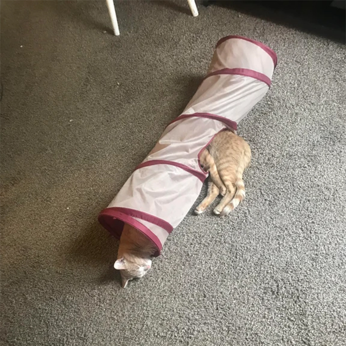 two kitties sleeping in their tunnel