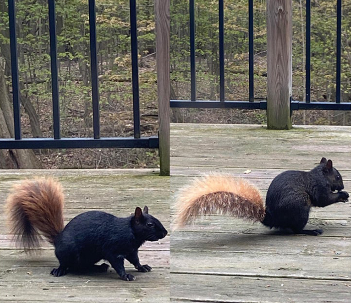 two rodents with blond tails