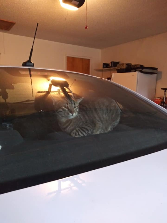 unfamiliar kitty inside car