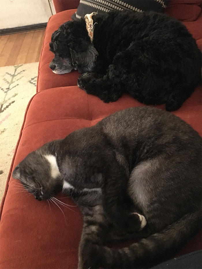 unfamiliar kitty sleeping on the couch with pet dog