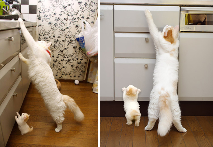 white cat and kitten reaching for countertop