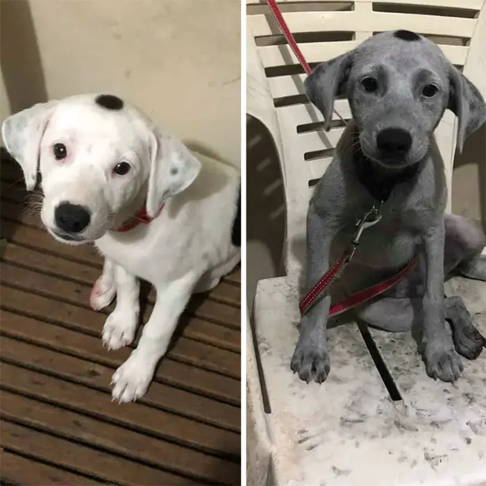 white puppy played with charcoal