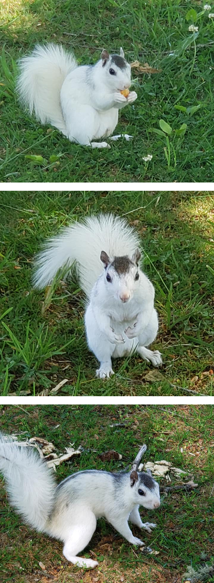 white rodent on grass