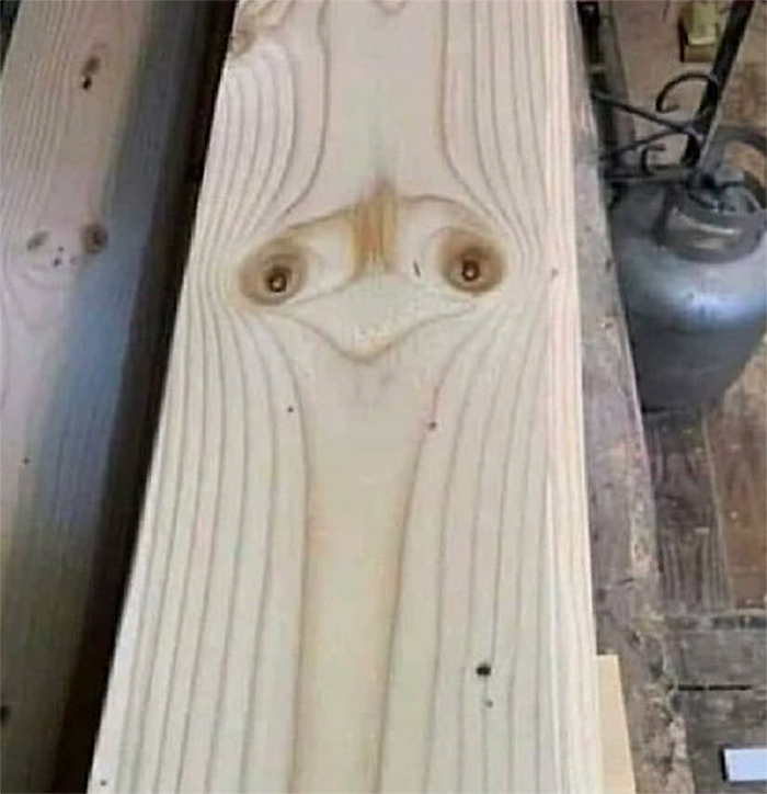 wood plank ostrich