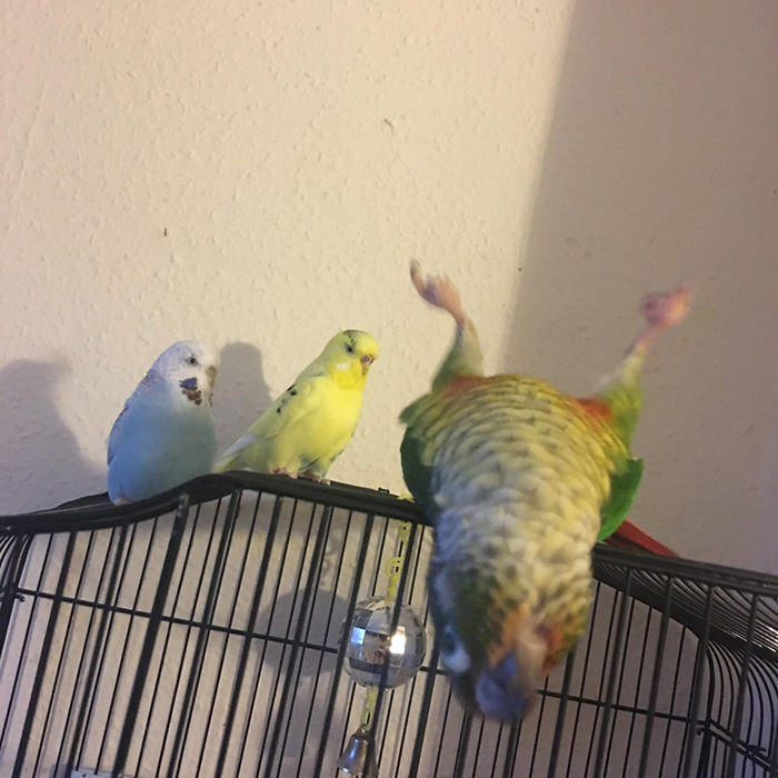3 birds standing on a cage