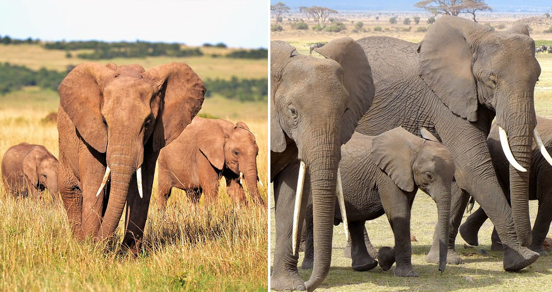 Kenya elephant population