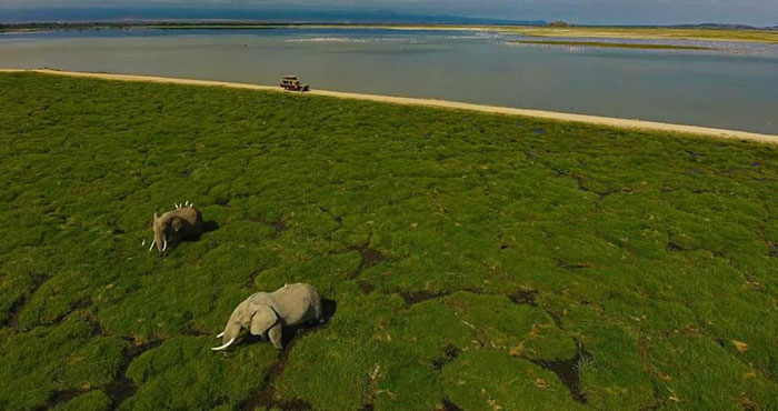 Kenya has doubled the number of elephants thanks to their conservation efforst