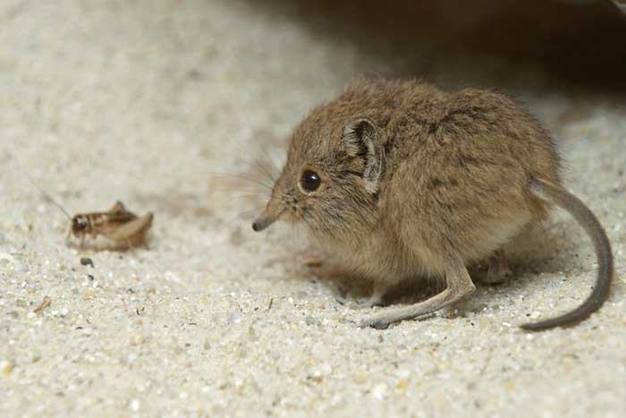 a baby elephant shrew next to an insect