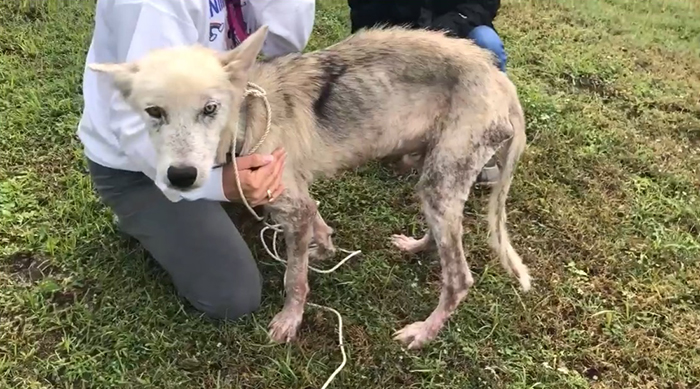abandoned and malnourished husky rescued