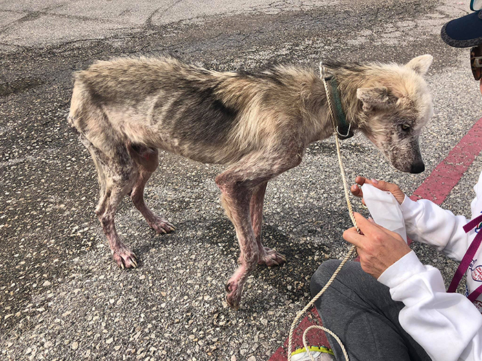 abandoned and malnourished husky