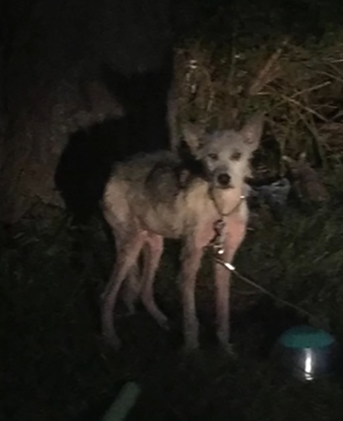 abandoned husky in the dark