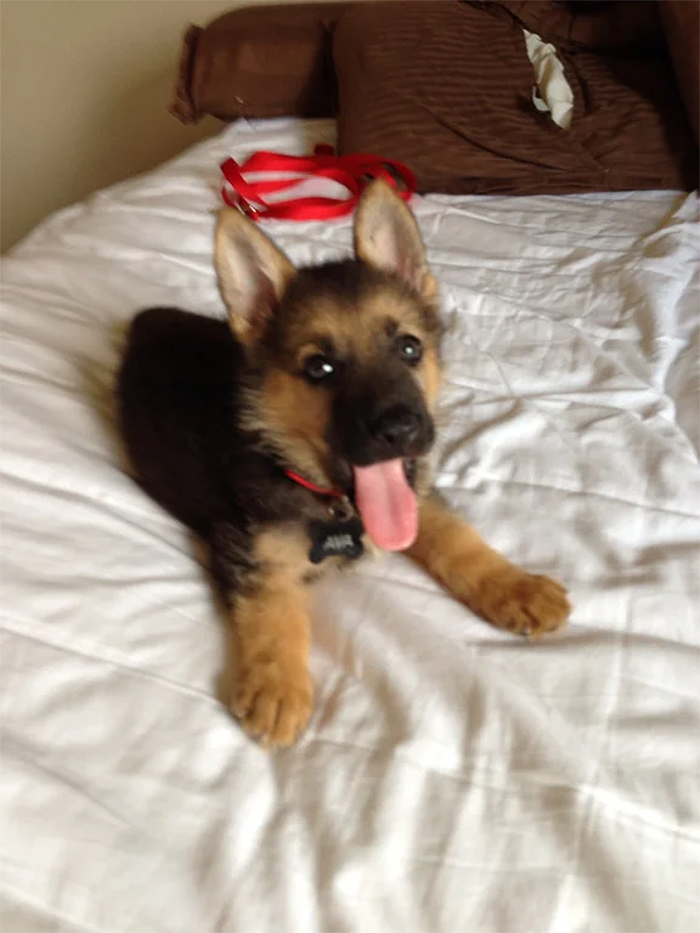 adorable german shepherd puppies