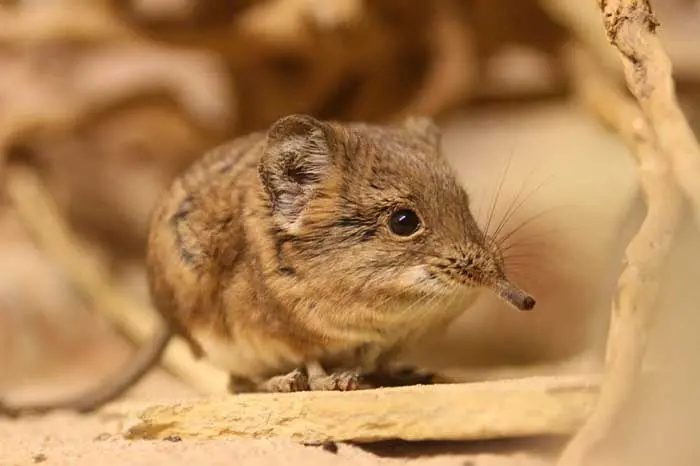 after half a century elephant shrews are no longer lost to science