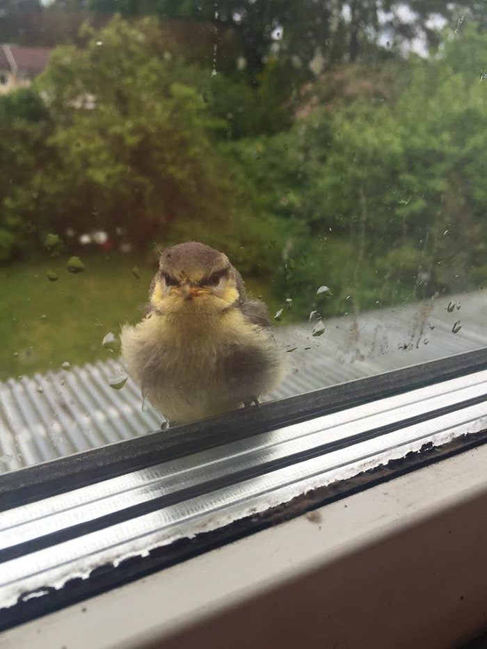 angry bird by the window