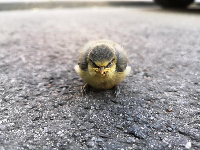 angry bird on street