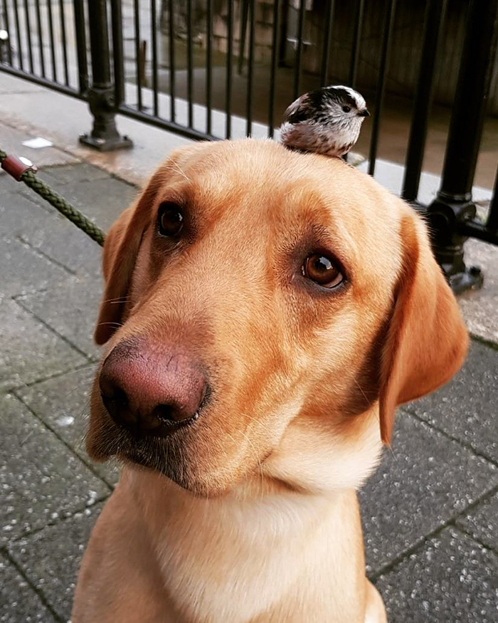 baby bird sitting on a dog's head