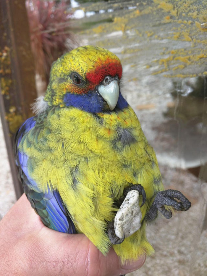 bird holding a white stone