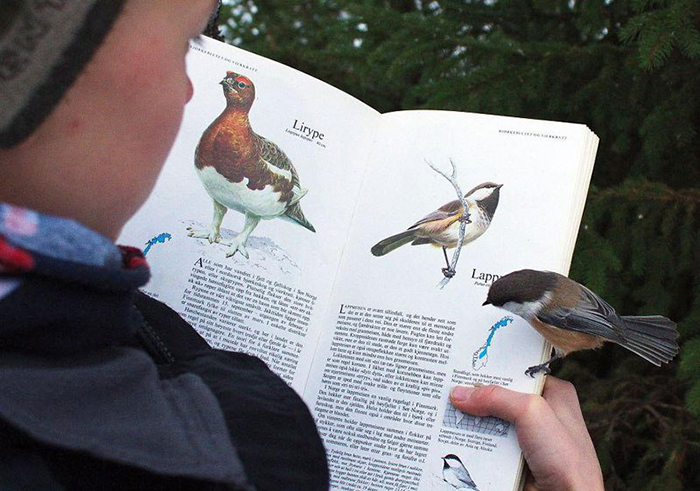 bird landing on a book page about itself