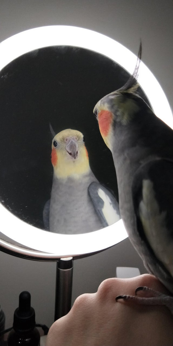 bird looking at its reflection on the mirror
