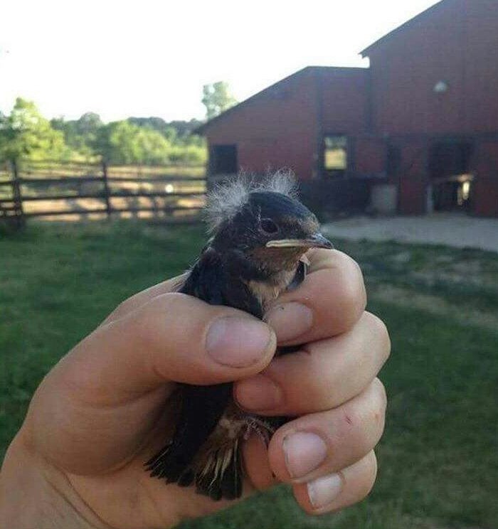 bird with messy feather