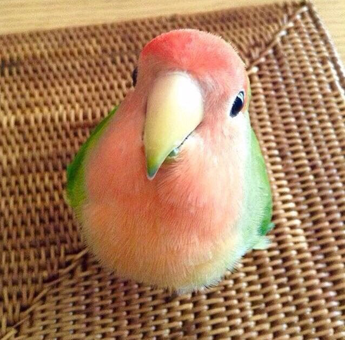 bird with watermelon like feathers