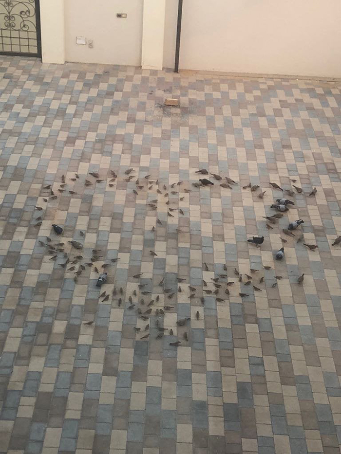 birds in heart formation