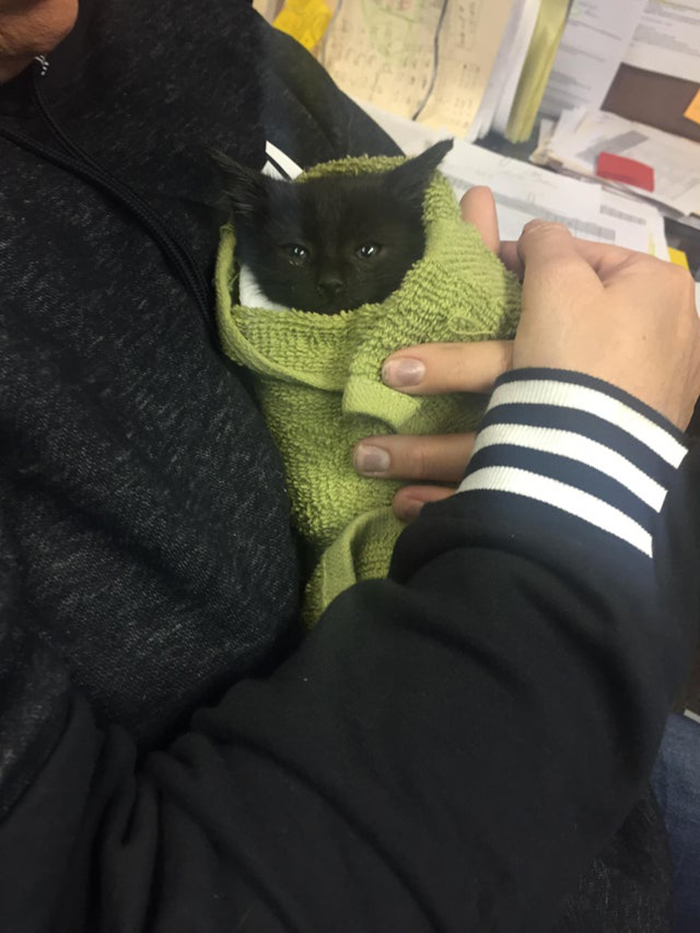 black kitten wrapped around in green towel