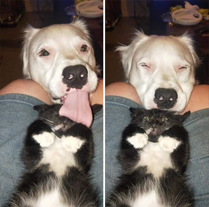 blind dog licks a cat shocked reaction
