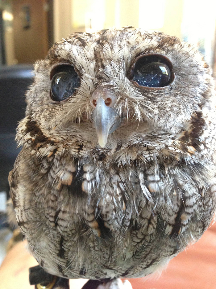 blind screech owl