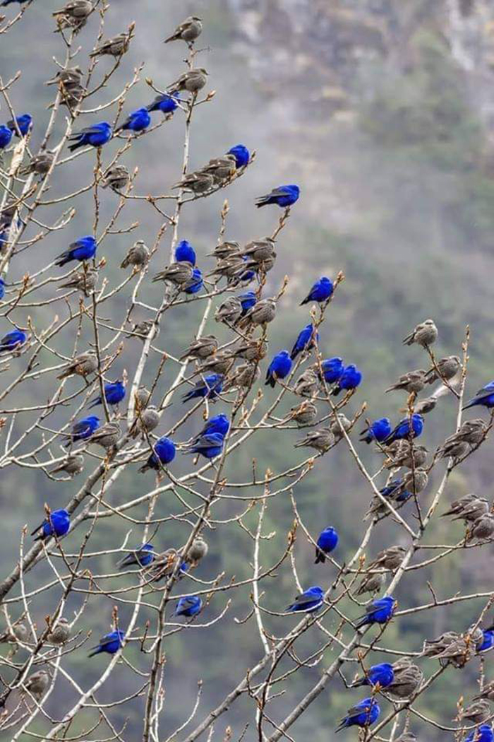 blue and gray birds on tree branches