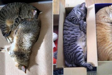 cat sleeping positions