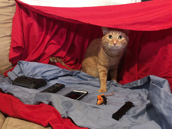 cat under a red blanket fort