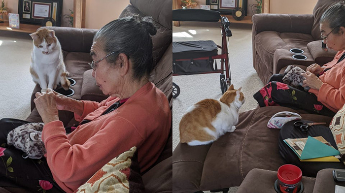 cat watching a grandma sew his toy back together