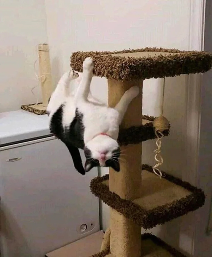 cats acting like spiderman