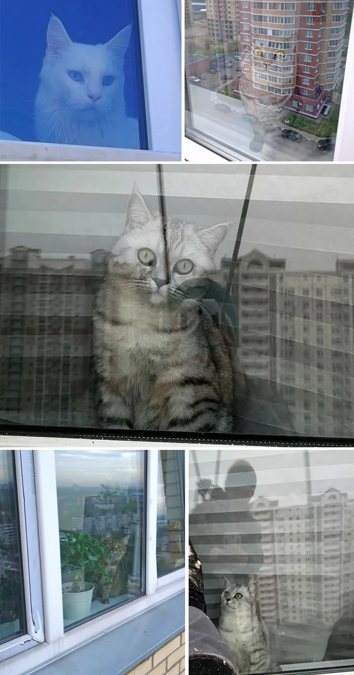 cats by the window