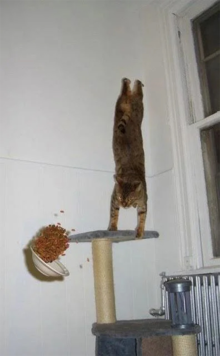 cats defying gravity