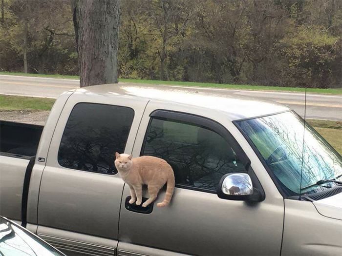 cats defying physics standing on car handle