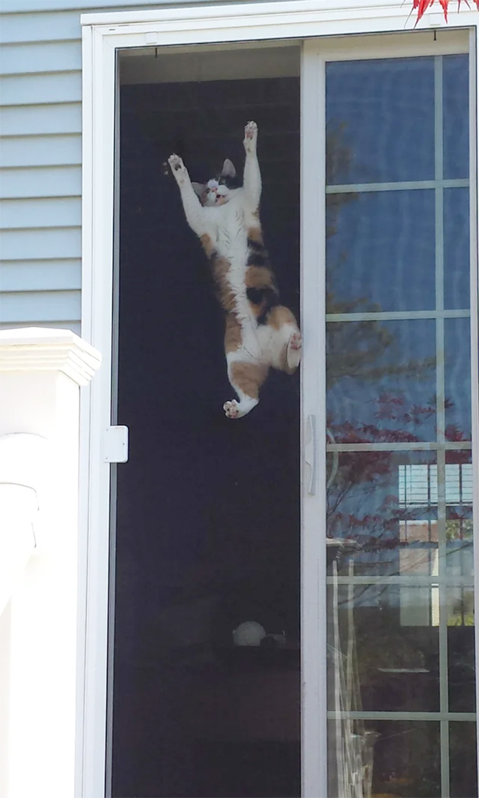 cats hanging from screen door