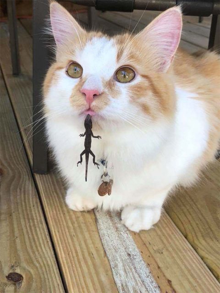 cats playing with lizards