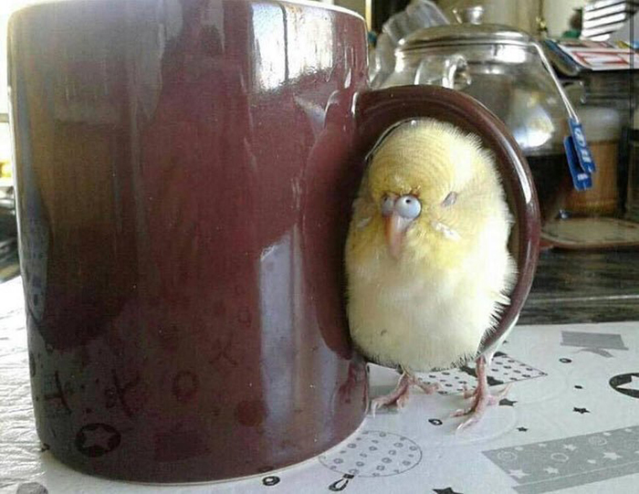 chick curled up on a cup handle