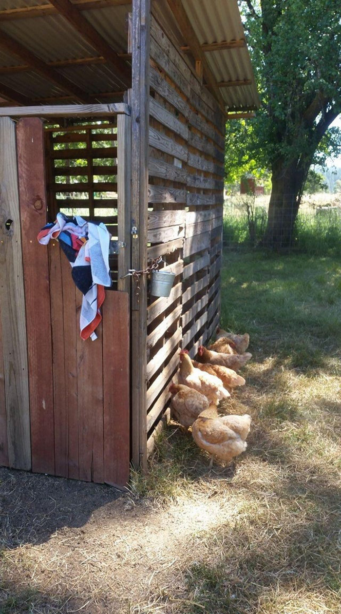chickens peeking through a barn