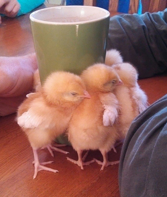 chicks enjoying the warmth from a coffee mug