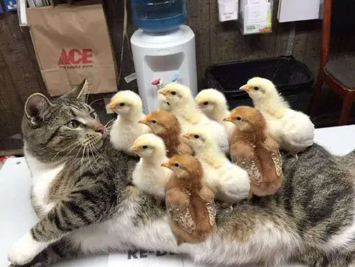 chicks standing on a cat