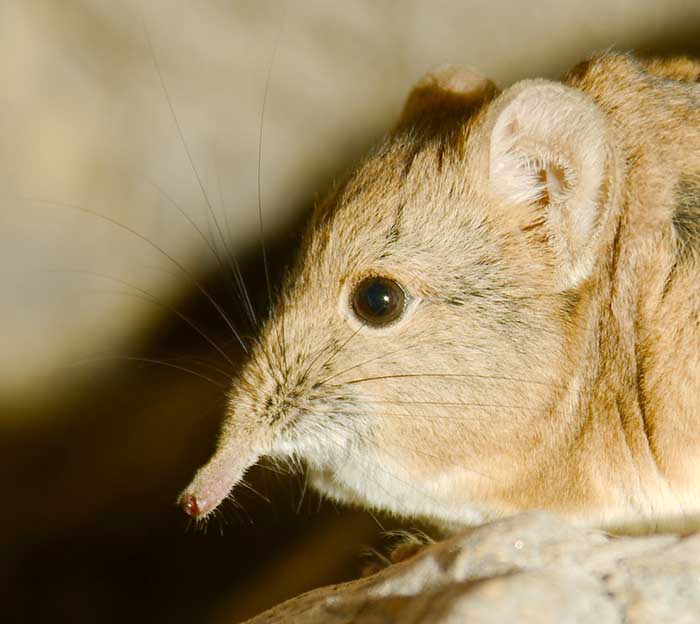 close up of the elephant shrew by josh more