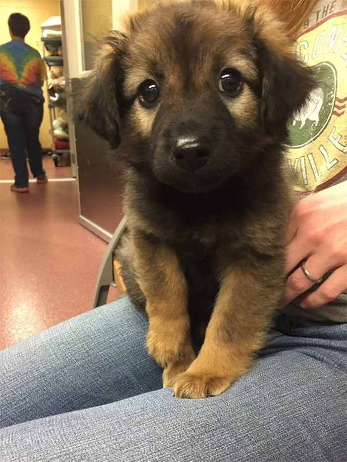 People Have Been Sharing Adorable Photos Of Their German Shepherd Puppies And They Don't Disappoint