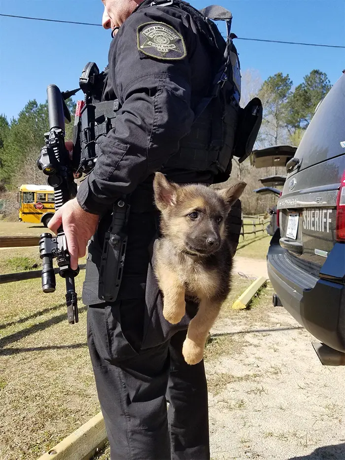 cute police pup
